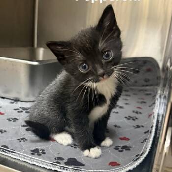 Domestic Short Hair Cats Available for Adoption in Jacksboro, Tennessee - Pepperoni | PetCurious