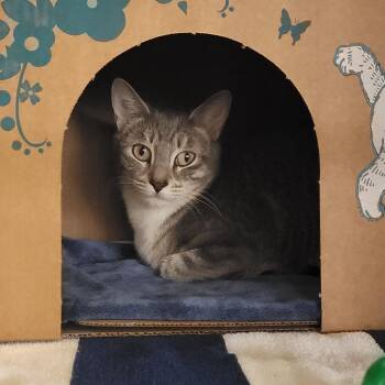 Domestic Short Hair Cats Available for Adoption - Jada | PetCurious