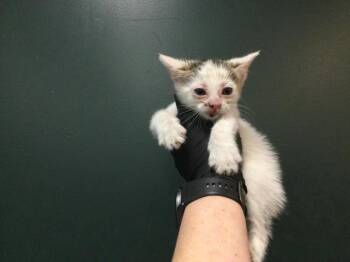 Domestic Short Hair Cats Available for Adoption in Thousand Palms, California - KEATON | PetCurious