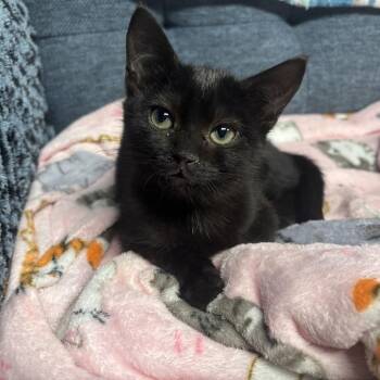 Link -  Domestic Short Hair Cat for Adoption in Carmel, Indiana - Link | PetCurious