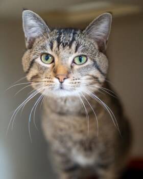 Rhett -  Domestic Short Hair Cat for Adoption in Pequot Lakes, Minnesota - Rhett | PetCurious