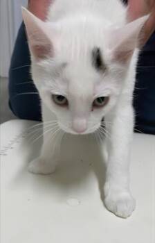 Beetle -  Domestic Short Hair Cat for Adoption in Medford, Wisconsin - Beetle | PetCurious