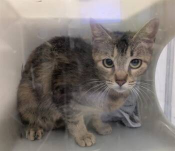 BARN CAT HISSY FIT -  Domestic Short Hair Cat for Adoption in Kent, Washington - BARN CAT HISSY FIT | PetCurious