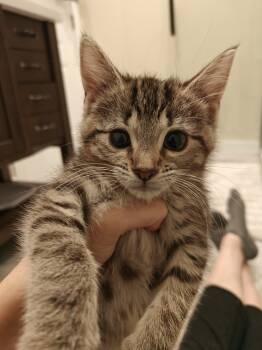 Rescue Domestic Short Hair Cats for Adoption in Chicago, Illinois - Screech | PetCurious