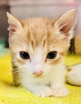 Domestic Short Hair Cats Available for Adoption in San Antonio, Texas - Clementine | PetCurious