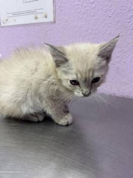 Domestic Short Hair Cats Available for Adoption in El Paso, Texas - 61047322 | PetCurious