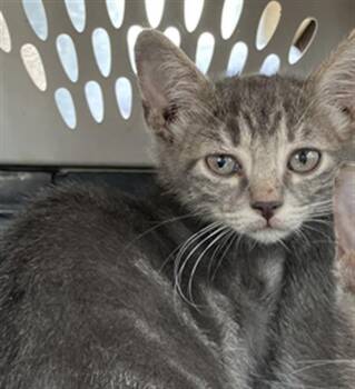 REIN -  Domestic Short Hair Cat for Adoption in Dallas, Texas - REIN | PetCurious