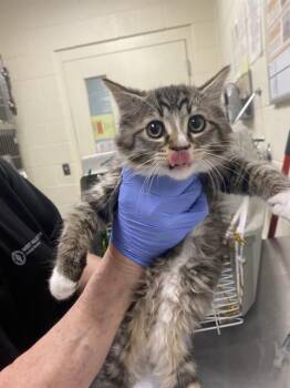 Domestic Long Hair Cats Available for Adoption in West Valley City, Utah - TWEEDLEDEE | PetCurious