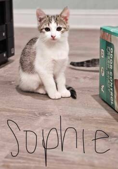 Rescue Domestic Short Hair Cats for Adoption in Morristown, Tennessee - Sophie | PetCurious
