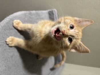 Rescue Domestic Short Hair Cats for Adoption in East Hanover, New Jersey - Beethoven | PetCurious