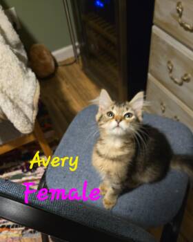 Rescue American Shorthair Cats for Adoption in Lexington, South Carolina - Avery, Colin, Harper, Simon | PetCurious