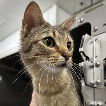 Domestic Short Hair Cats Available for Adoption in Corbin, Kentucky - Cammie | PetCurious