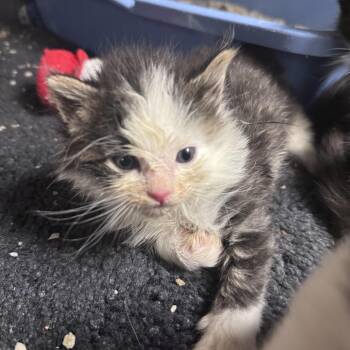 Vector -  Domestic Medium Hair Cat for Adoption in South Haven, Michigan - Vector | PetCurious