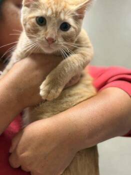 Domestic Short Hair Cats Available for Adoption in Memphis, Tennessee - Biscotti | PetCurious