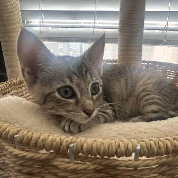 Sophia -  Domestic Short Hair Cat for Adoption in Powdersville, South Carolina - Sophia | PetCurious