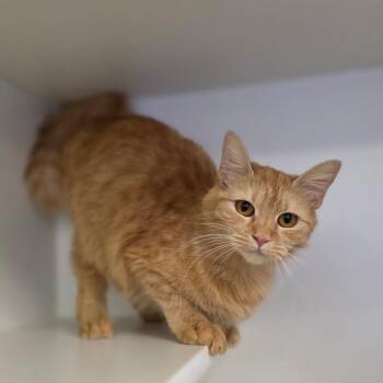 Domestic Medium Hair Cats Available for Adoption - Scarlett | PetCurious