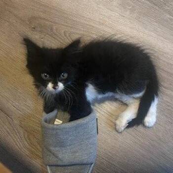 *FOX -  Domestic Medium Hair Cat for Adoption in Woodland, California - *FOX | PetCurious