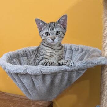 Grace -  Domestic Short Hair Cat for Adoption in Gibsonia, Pennsylvania - Grace | PetCurious