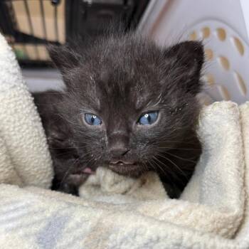 Nacho -  Domestic Short Hair Cat Available for Adoption in Asheville, North Carolina - Nacho | PetCurious