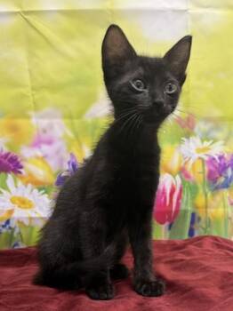 Domestic Short Hair Cats Available for Adoption in San Antonio, Texas - Brennon Huff | PetCurious