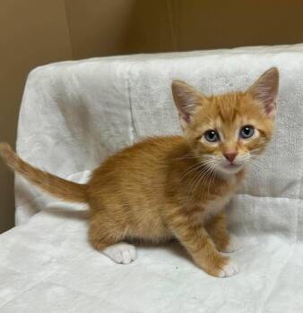 Capricorn -  Domestic Short Hair Cat for Adoption in Maryville, Missouri - Capricorn | PetCurious