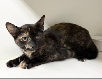 Licorice -  Domestic Short Hair Cat for Adoption in Rochester, Indiana - Licorice | PetCurious