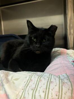 Rescue American Shorthair Cats for Adoption in Hopewell, Virginia - Silky | PetCurious