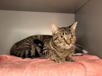 BLI-BLI -  Domestic Short Hair Cat for Adoption in Leesburg, Virginia - BLI-BLI | PetCurious