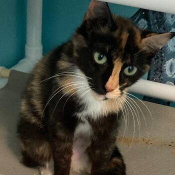 Mildred - Lovely Dark Calico -  Calico Cat for Adoption in Hoquiam, Washington - Mildred - Lovely Dark Calico | PetCurious