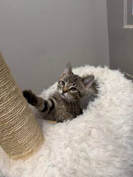 King Tut -  Domestic Short Hair Cat for Adoption in Pierceton, Indiana - King Tut | PetCurious