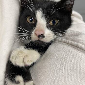 Rescue Tuxedo and Domestic Short Hair Cats for Adoption in Roslyn Heights, New York - Scruggs | PetCurious