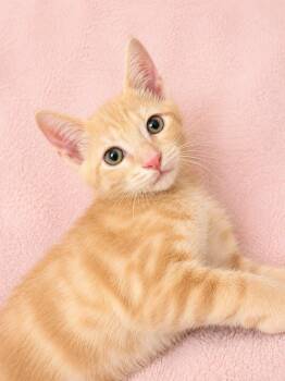 Haaland -  Domestic Short Hair Cat for Adoption in Sunrise, Florida - Haaland | PetCurious