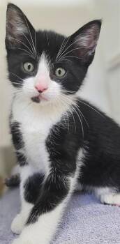 CYRUS* -  Domestic Short Hair Cat for Adoption in Santa Cruz, California - CYRUS* | PetCurious