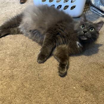 Darla - Im a Senior! -  Domestic Long Hair Cat for Adoption in Bristol, Indiana - Darla - Im A Senior! | PetCurious