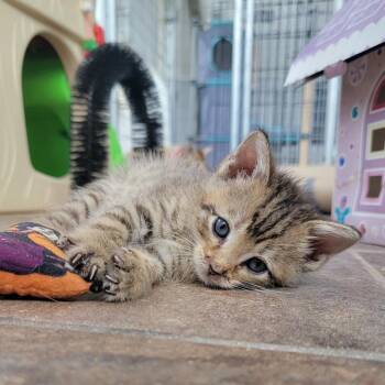 Mojito *adoption pending* in Street, MD -  Domestic Short Hair Cat for Adoption - Mojito *adoption Pending* In Street, MD | PetCurious