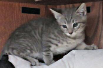 Dorman -  Domestic Short Hair Cat for Adoption in Lexington, Virginia - Dorman | PetCurious