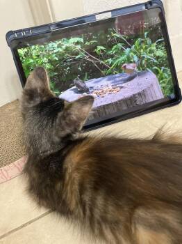Goldie -  Domestic Long Hair and Calico Cat for Adoption in Dallas, Texas - Goldie | PetCurious