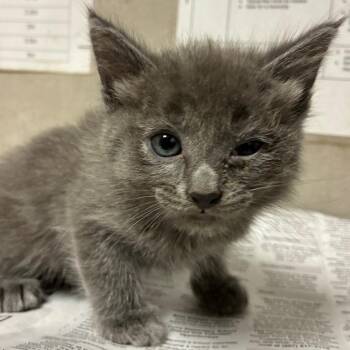 Kinky -  Domestic Short Hair Cat for Adoption in Yuma, Arizona - Kinky | PetCurious