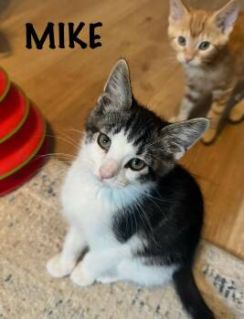 Mike -  Domestic Short Hair Cat Available for Adoption in Collierville, Tennessee - Mike | PetCurious