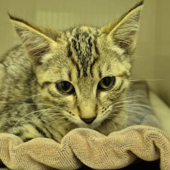 1_2 -  Domestic Short Hair Cat for Adoption in Drumheller, Alberta - 1_2 | PetCurious