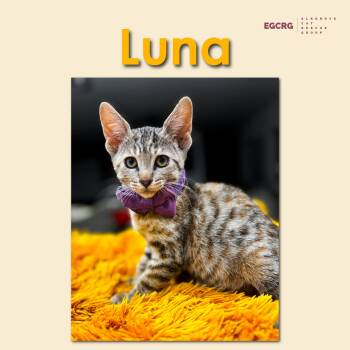 Rescue American Shorthair Cats for Adoption in Elk Grove, California - Luna | PetCurious