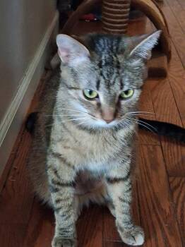 April -  Domestic Short Hair Cat for Adoption in Wheaton, Illinois - April | PetCurious