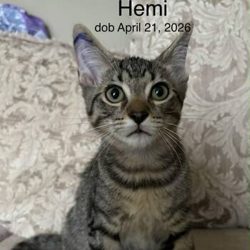 HEMI -  Tabby Cat for Adoption in Delhi, Ontario - HEMI | PetCurious