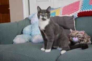 Domestic Short Hair Cats Available for Adoption in Annapolis, Maryland - Ignotus | PetCurious