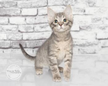 Bryant -  Domestic Short Hair and Tabby Cat for Adoption in Tuscaloosa, Alabama - Bryant | PetCurious