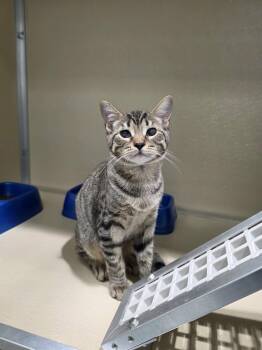 Robin -  Domestic Short Hair Cat for Adoption in Umatilla, Florida - Robin | PetCurious