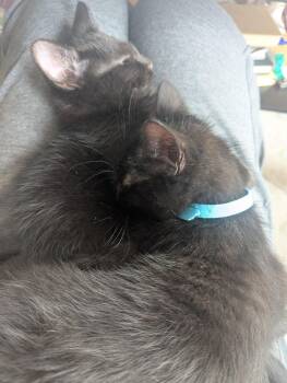 Domestic Short Hair Cats Available for Adoption - Barq And Dr. Pepp | PetCurious