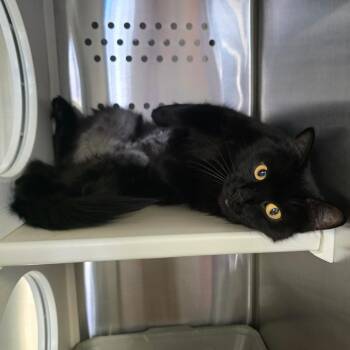 Molly -  Domestic Long Hair Cat for Adoption in Spokane, Washington - Molly | PetCurious