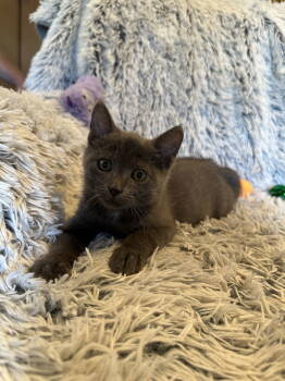 Rescue Domestic Short Hair Cats for Adoption in Minneapolis, Minnesota - Pretzel | PetCurious