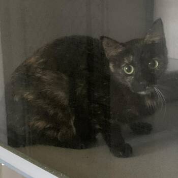 Domestic Short Hair Cats Available for Adoption in Buchanan Dam, Texas - HILL-Stray-14108 | PetCurious